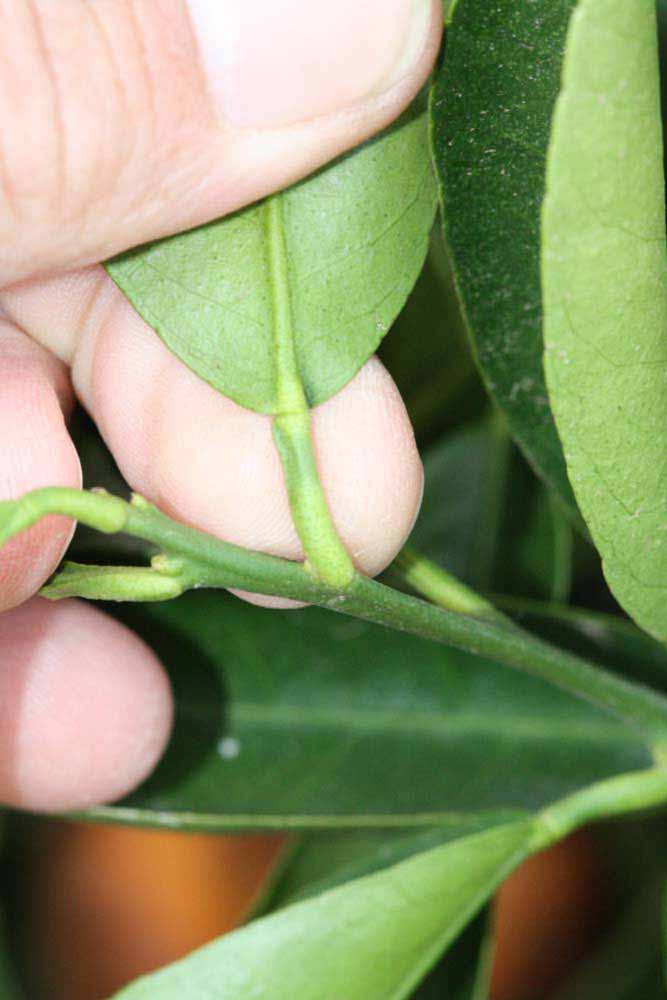              Petiole (Riverside, CA)       